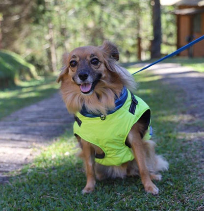 B - Roupinha - Colete Térmico para cachorros